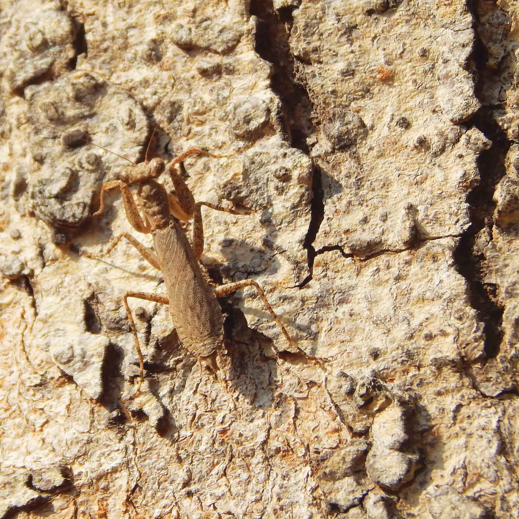 Mantis